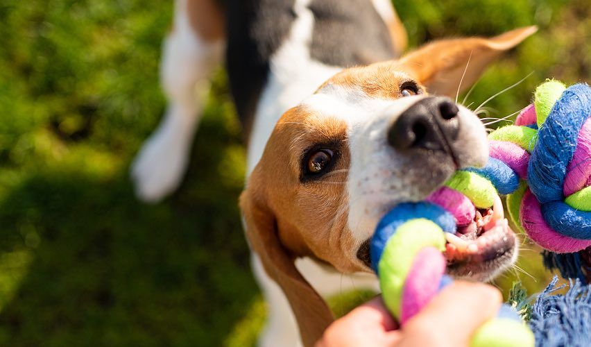 Beagle playing with rope toy.