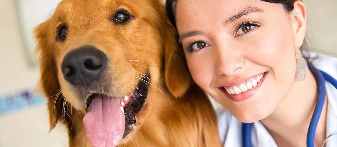 Associate veterinarian with a golden retriever in the veterinary practice.