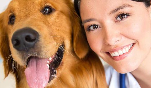 Associate veterinarian with a golden retriever in the veterinary practice.