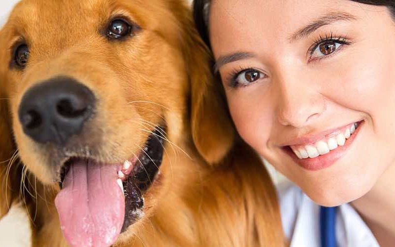 Associate veterinarian with a golden retriever in the veterinary practice.