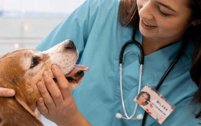 Veterinary technician with dog