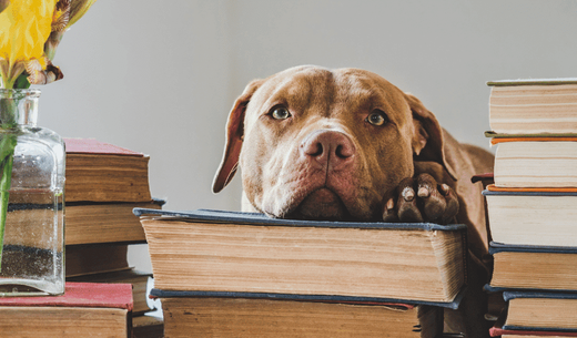 Dog with head on books.