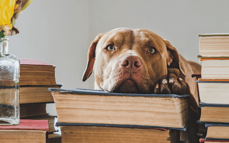 Dog with head on books.