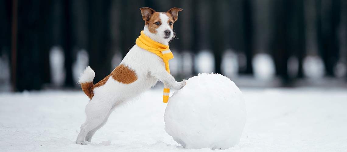 A dog outside in winter standing with his front legs resting on a snowball.