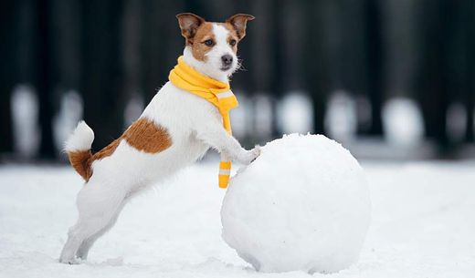 A dog outside in winter standing with his front legs resting on a snowball.