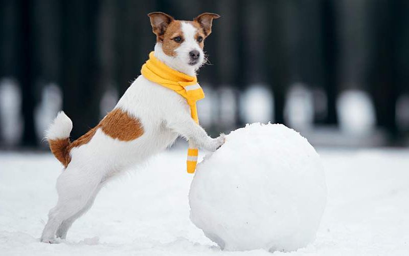 A dog outside in winter standing with his front legs resting on a snowball.