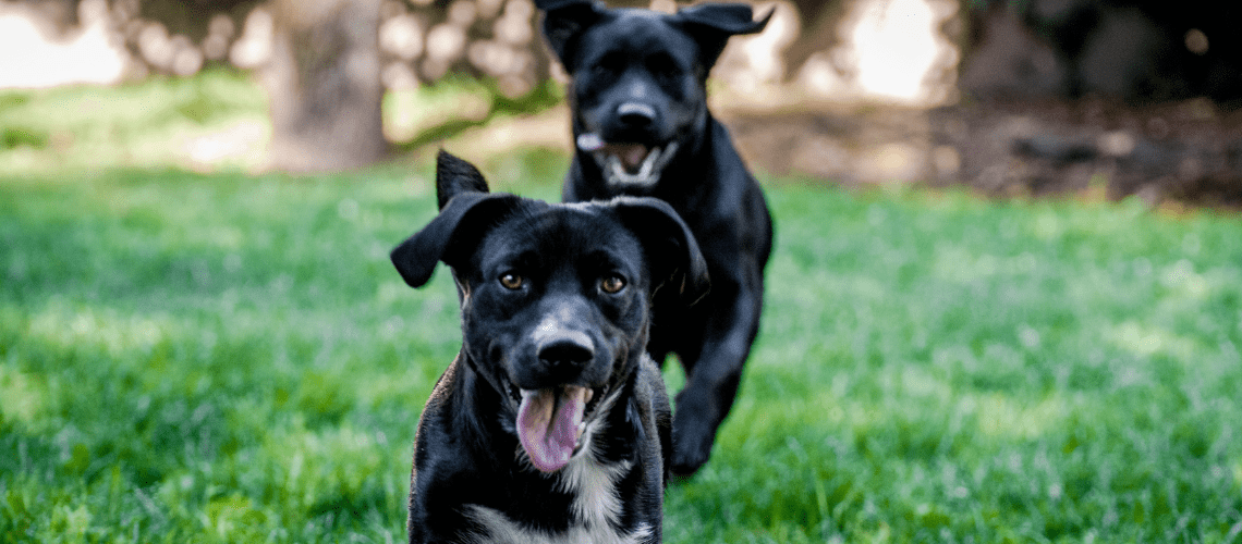 Two dogs running together.