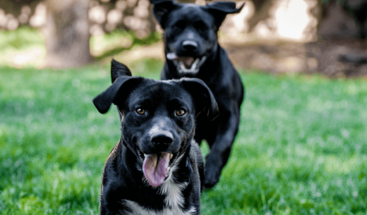 Two dogs running together.