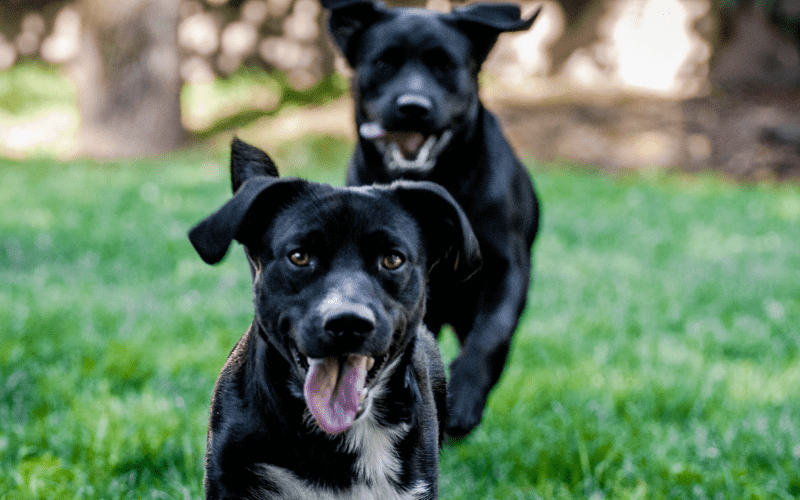 Two dogs running together.