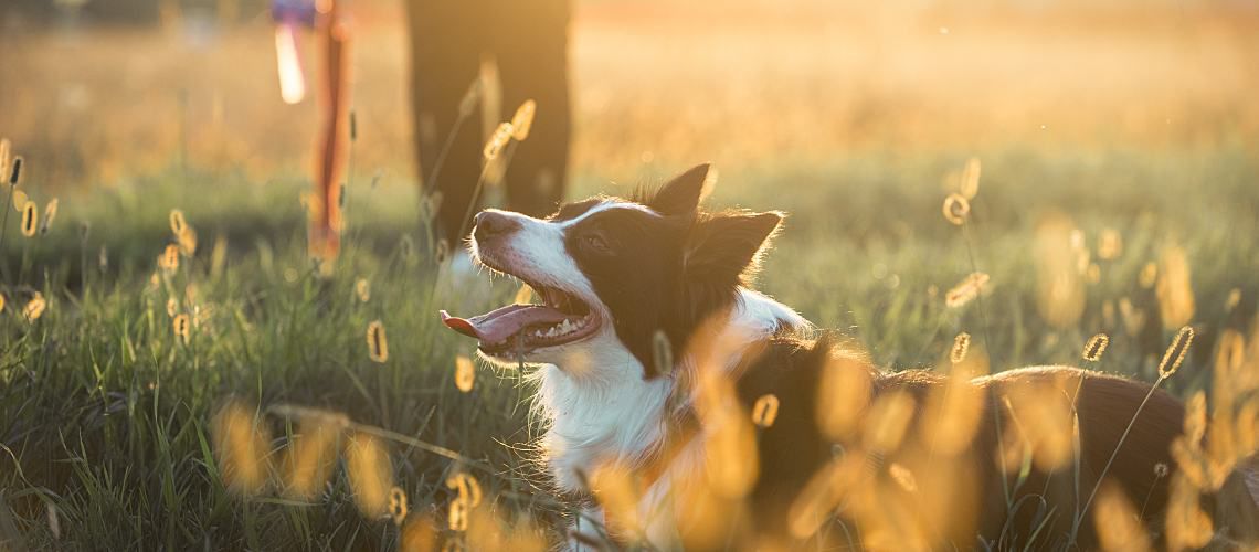 Border collie laying in tall grass with owner walking behind him.