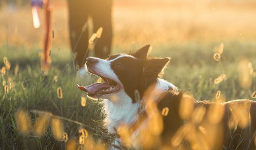 Border collie laying in tall grass with owner walking behind him.