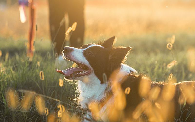 Border collie laying in tall grass with owner walking behind him.