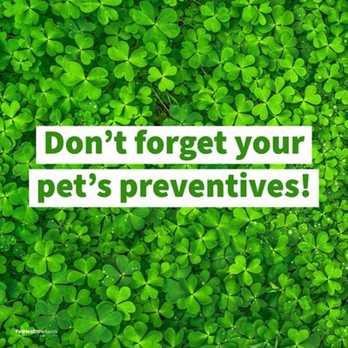 Social media post for a reminder to give pet's preventives.