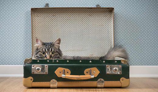 Cat laying down in an open suitcase.