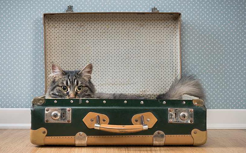Cat laying down in an open suitcase.